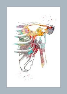 Verbesserung der Mikrozirkulation im Gelenk- und Muskelgewebe